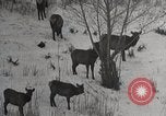 Image of USA forest scenes early 1900s United States USA, 1925, second 41 stock footage video 65675025583