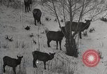Image of USA forest scenes early 1900s United States USA, 1925, second 42 stock footage video 65675025583