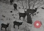 Image of USA forest scenes early 1900s United States USA, 1925, second 43 stock footage video 65675025583