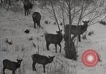 Image of USA forest scenes early 1900s United States USA, 1925, second 44 stock footage video 65675025583