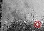 Image of Wildlife and nature and its destruction United States USA, 1925, second 16 stock footage video 65675025584