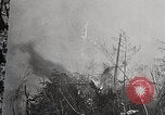 Image of Wildlife and nature and its destruction United States USA, 1925, second 17 stock footage video 65675025584