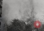 Image of Wildlife and nature and its destruction United States USA, 1925, second 19 stock footage video 65675025584