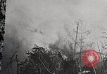Image of Wildlife and nature and its destruction United States USA, 1925, second 21 stock footage video 65675025584