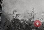 Image of Wildlife and nature and its destruction United States USA, 1925, second 22 stock footage video 65675025584