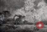 Image of Wildlife and nature and its destruction United States USA, 1925, second 35 stock footage video 65675025584