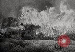 Image of Wildlife and nature and its destruction United States USA, 1925, second 36 stock footage video 65675025584