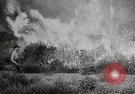 Image of Wildlife and nature and its destruction United States USA, 1925, second 37 stock footage video 65675025584