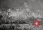 Image of Wildlife and nature and its destruction United States USA, 1925, second 40 stock footage video 65675025584