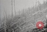 Image of Wildlife and nature and its destruction United States USA, 1925, second 52 stock footage video 65675025584