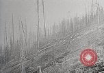 Image of Wildlife and nature and its destruction United States USA, 1925, second 55 stock footage video 65675025584