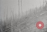 Image of Wildlife and nature and its destruction United States USA, 1925, second 56 stock footage video 65675025584