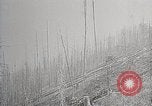 Image of Wildlife and nature and its destruction United States USA, 1925, second 60 stock footage video 65675025584