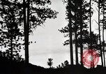 Image of Wildlife and nature and its destruction United States USA, 1925, second 9 stock footage video 65675025585