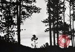 Image of Wildlife and nature and its destruction United States USA, 1925, second 16 stock footage video 65675025585