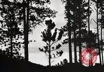 Image of Wildlife and nature and its destruction United States USA, 1925, second 31 stock footage video 65675025585