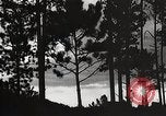 Image of Wildlife and nature and its destruction United States USA, 1925, second 47 stock footage video 65675025585
