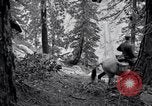 Image of Yosemite National Park California United States USA, 1917, second 31 stock footage video 65675025650