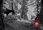 Image of Yosemite National Park California United States USA, 1917, second 33 stock footage video 65675025650
