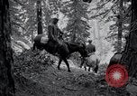 Image of Yosemite National Park California United States USA, 1917, second 39 stock footage video 65675025650