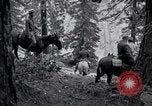 Image of Yosemite National Park California United States USA, 1917, second 42 stock footage video 65675025650