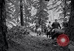 Image of Yosemite National Park California United States USA, 1917, second 47 stock footage video 65675025650