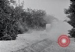 Image of Orange grove irrigation California United States USA, 1920, second 9 stock footage video 65675025651