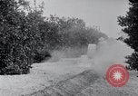 Image of Orange grove irrigation California United States USA, 1920, second 10 stock footage video 65675025651