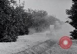 Image of Orange grove irrigation California United States USA, 1920, second 11 stock footage video 65675025651