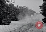 Image of Orange grove irrigation California United States USA, 1920, second 13 stock footage video 65675025651