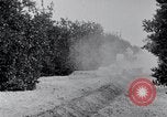 Image of Orange grove irrigation California United States USA, 1920, second 15 stock footage video 65675025651