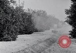 Image of Orange grove irrigation California United States USA, 1920, second 16 stock footage video 65675025651