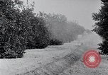 Image of Orange grove irrigation California United States USA, 1920, second 17 stock footage video 65675025651