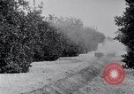Image of Orange grove irrigation California United States USA, 1920, second 18 stock footage video 65675025651