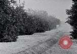 Image of Orange grove irrigation California United States USA, 1920, second 19 stock footage video 65675025651