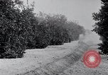 Image of Orange grove irrigation California United States USA, 1920, second 20 stock footage video 65675025651