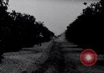 Image of Orange grove irrigation California United States USA, 1920, second 22 stock footage video 65675025651