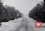 Image of Orange grove irrigation California United States USA, 1920, second 23 stock footage video 65675025651
