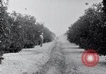 Image of Orange grove irrigation California United States USA, 1920, second 24 stock footage video 65675025651