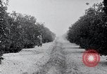 Image of Orange grove irrigation California United States USA, 1920, second 27 stock footage video 65675025651