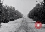 Image of Orange grove irrigation California United States USA, 1920, second 28 stock footage video 65675025651
