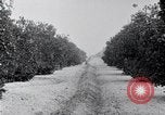 Image of Orange grove irrigation California United States USA, 1920, second 30 stock footage video 65675025651