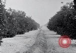 Image of Orange grove irrigation California United States USA, 1920, second 31 stock footage video 65675025651