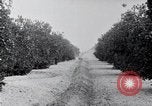 Image of Orange grove irrigation California United States USA, 1920, second 32 stock footage video 65675025651