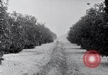 Image of Orange grove irrigation California United States USA, 1920, second 33 stock footage video 65675025651