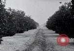 Image of Orange grove irrigation California United States USA, 1920, second 34 stock footage video 65675025651