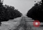 Image of Orange grove irrigation California United States USA, 1920, second 35 stock footage video 65675025651