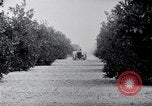 Image of Orange grove irrigation California United States USA, 1920, second 38 stock footage video 65675025651