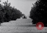 Image of Orange grove irrigation California United States USA, 1920, second 39 stock footage video 65675025651