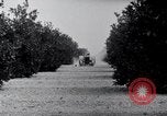 Image of Orange grove irrigation California United States USA, 1920, second 40 stock footage video 65675025651